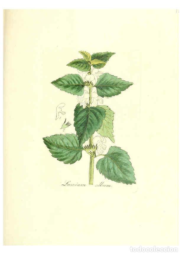 Coleccionismo de Revistas y Peri&oacute;dicos: Reproducci&oacute;n/Reproduction 6032563164: Flora medica, oder, Abbildung der wichtigsten officinellen Pfl