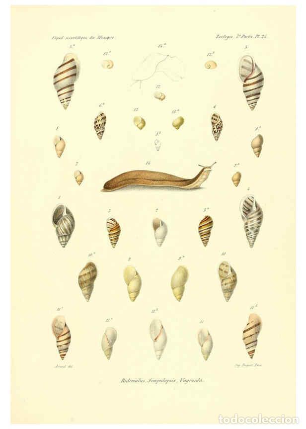 Coleccionismo de Revistas y Peri&oacute;dicos: Reproducci&oacute;n/Reproduction 6032572733: &Eacute;tudes sur les mollusques terrestres et fluviatales du Mexique