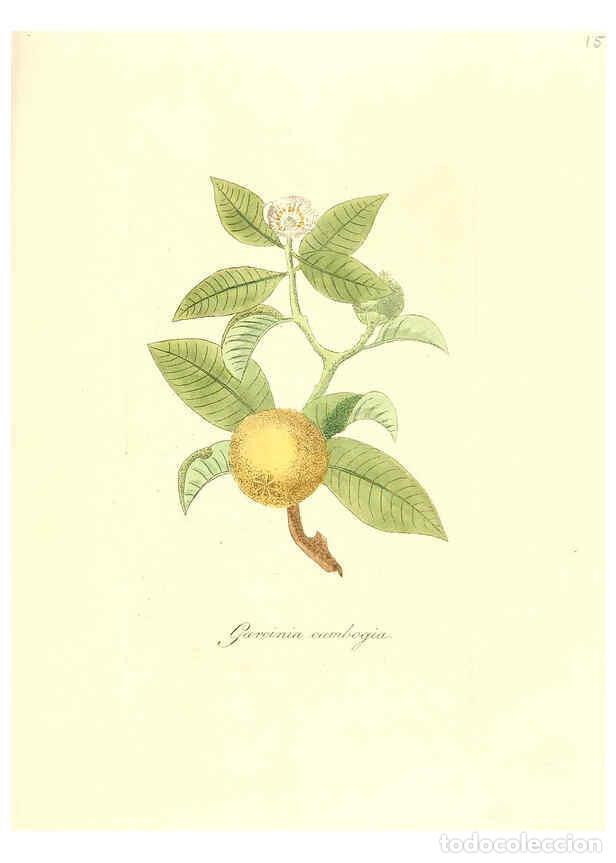 Coleccionismo de Revistas y Peri&oacute;dicos: Reproducci&oacute;n/Reproduction 6032564646: Flora medica, oder, Abbildung der wichtigsten officinellen Pfl