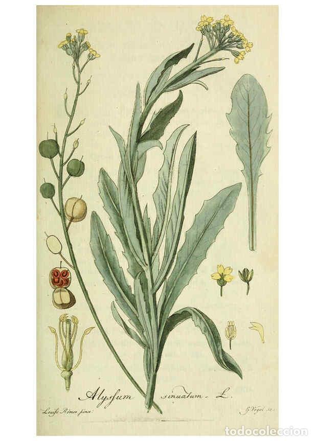 Coleccionismo de Revistas y Peri&oacute;dicos: Reproducci&oacute;n/Reproduction 6032622369: Flora Europaea inchoata. fasc.1-7. Norimbergae :Ex Officina Ra