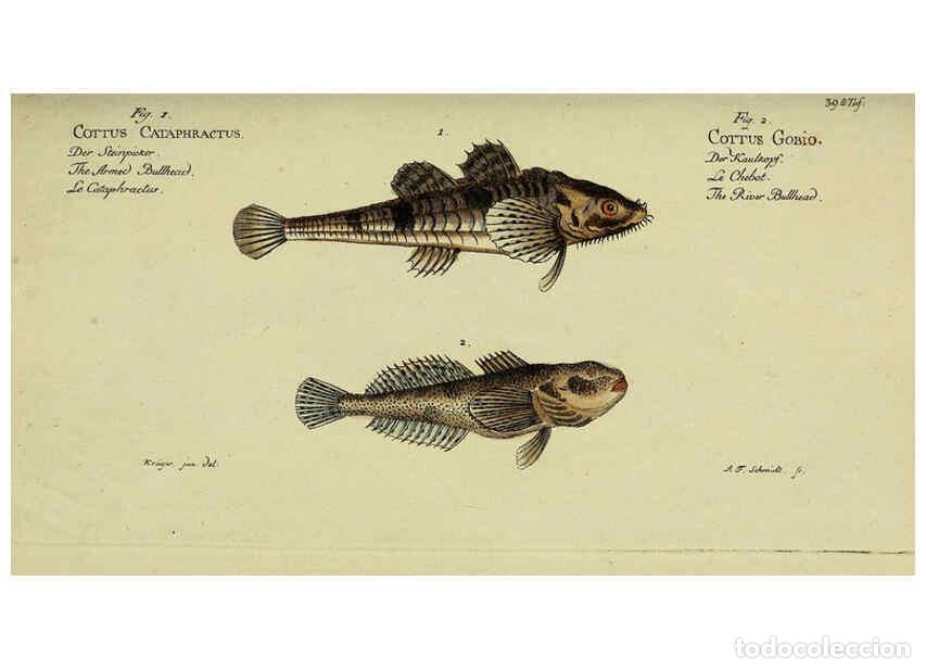 Coleccionismo de Revistas y Peri&oacute;dicos: Reproducci&oacute;n/Reproduction 6033001770: D. Marcus Elieser Bloch's, aus&uuml;benden Arztes zu Berlin. Atlas.