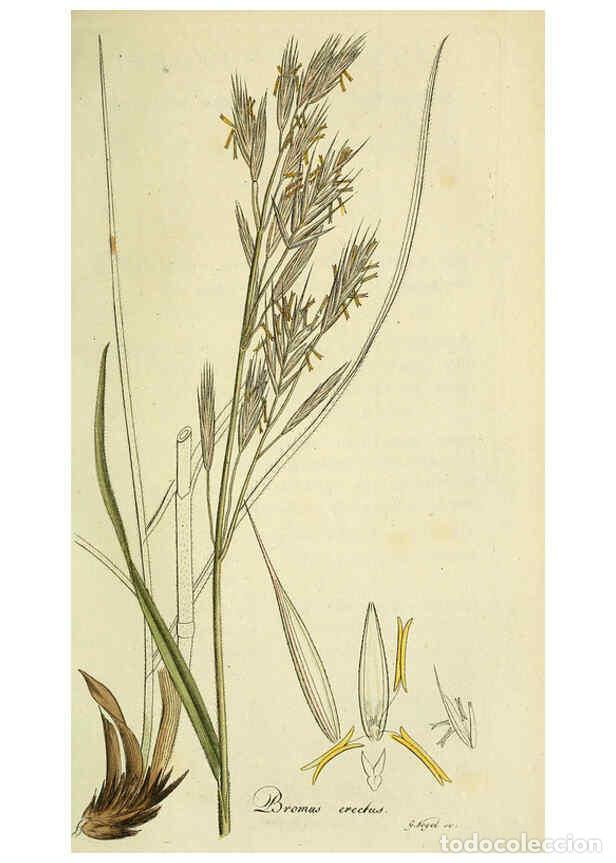 Coleccionismo de Revistas y Peri&oacute;dicos: Reproducci&oacute;n/Reproduction 6033190216: Flora Europaea inchoata. fasc.1-7. Norimbergae :Ex Officina Ra