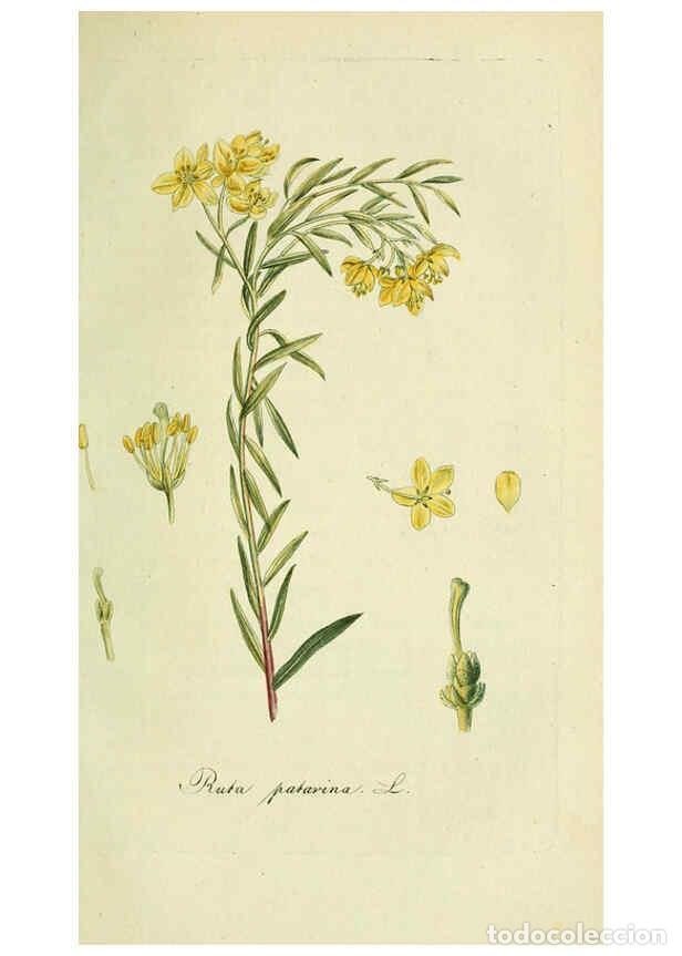 Coleccionismo de Revistas y Peri&oacute;dicos: Reproducci&oacute;n/Reproduction 6032633189: Flora Europaea inchoata. fasc.1-7. Norimbergae :Ex Officina Ra
