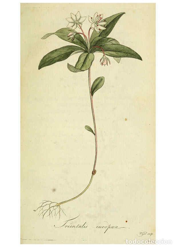 Coleccionismo de Revistas y Peri&oacute;dicos: Reproducci&oacute;n/Reproduction 6033175712: Flora Europaea inchoata. fasc.1-7. Norimbergae :Ex Officina Ra