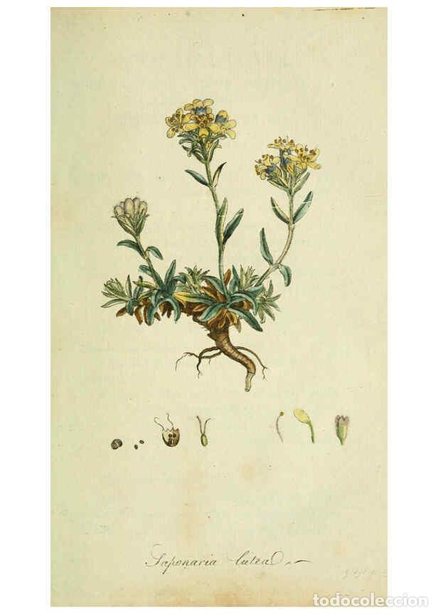 Coleccionismo de Revistas y Peri&oacute;dicos: Reproducci&oacute;n/Reproduction 6032619591: Flora Europaea inchoata. fasc.1-7. Norimbergae :Ex Officina Ra