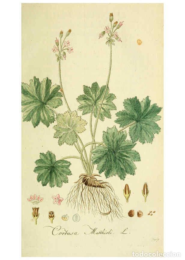 Coleccionismo de Revistas y Peri&oacute;dicos: Reproducci&oacute;n/Reproduction 6033181206: Flora Europaea inchoata. fasc.1-7. Norimbergae :Ex Officina Ra