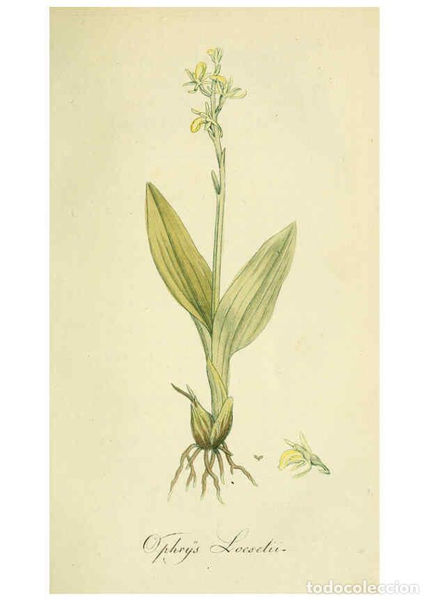 Coleccionismo de Revistas y Peri&oacute;dicos: Reproducci&oacute;n/Reproduction 6032621133: Flora Europaea inchoata. fasc.1-7. Norimbergae :Ex Officina Ra