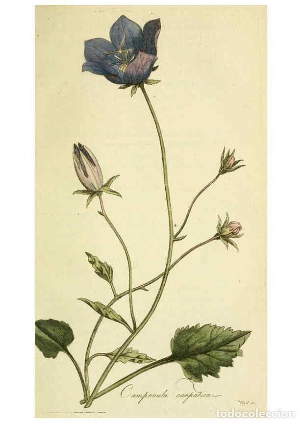 Coleccionismo de Revistas y Peri&oacute;dicos: Reproducci&oacute;n/Reproduction 6033182732: Flora Europaea inchoata. fasc.1-7. Norimbergae :Ex Officina Ra