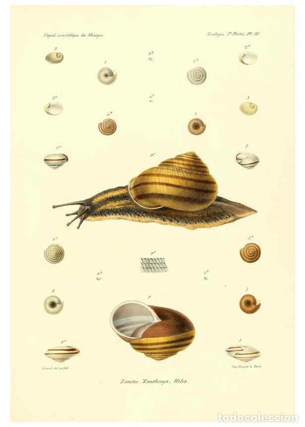 Coleccionismo de Revistas y Peri&oacute;dicos: Reproducci&oacute;n/Reproduction 6032568601: &Eacute;tudes sur les mollusques terrestres et fluviatales du Mexique