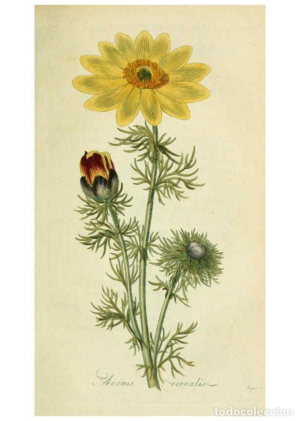 Coleccionismo de Revistas y Peri&oacute;dicos: Reproducci&oacute;n/Reproduction 6033185922: Flora Europaea inchoata. fasc.1-7. Norimbergae :Ex Officina Ra