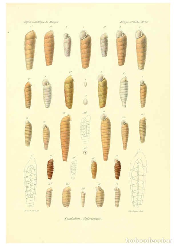 Coleccionismo de Revistas y Peri&oacute;dicos: Reproducci&oacute;n/Reproduction 6033128400: &Eacute;tudes sur les mollusques terrestres et fluviatales du Mexique