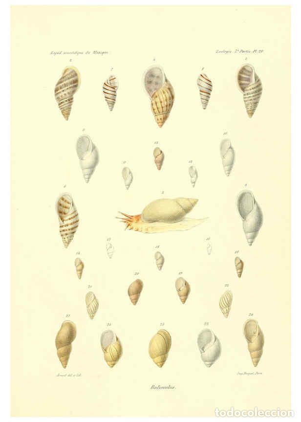 Coleccionismo de Revistas y Peri&oacute;dicos: Reproducci&oacute;n/Reproduction 6032571509: &Eacute;tudes sur les mollusques terrestres et fluviatales du Mexique