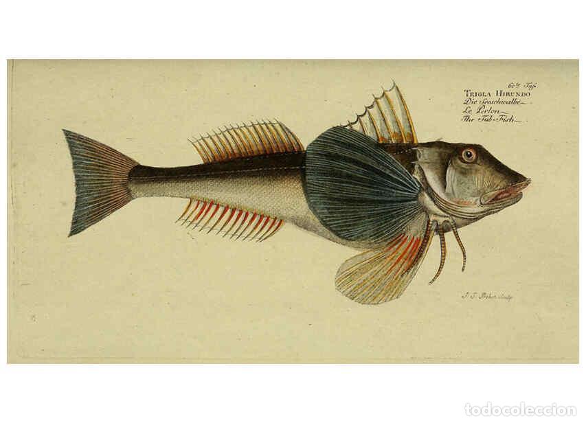 Coleccionismo de Revistas y Peri&oacute;dicos: Reproducci&oacute;n/Reproduction 6033008318: D. Marcus Elieser Bloch's, aus&uuml;benden Arztes zu Berlin. Atlas.