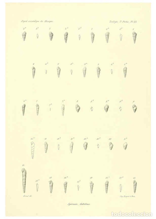 Coleccionismo de Revistas y Peri&oacute;dicos: Reproducci&oacute;n/Reproduction 6033130934: &Eacute;tudes sur les mollusques terrestres et fluviatales du Mexique