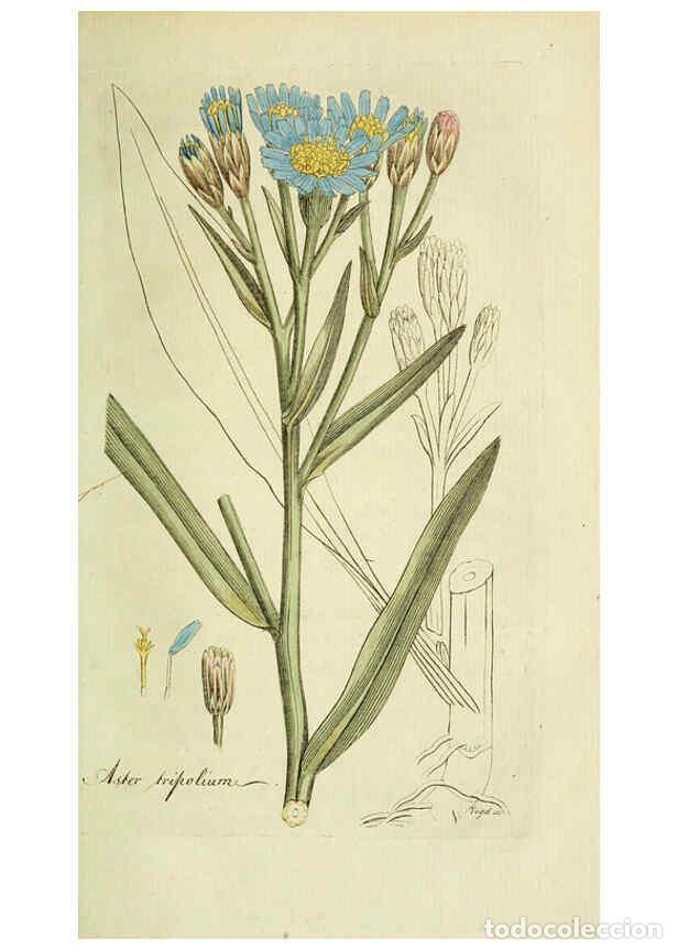 Coleccionismo de Revistas y Peri&oacute;dicos: Reproducci&oacute;n/Reproduction 6033189082: Flora Europaea inchoata. fasc.1-7. Norimbergae :Ex Officina Ra