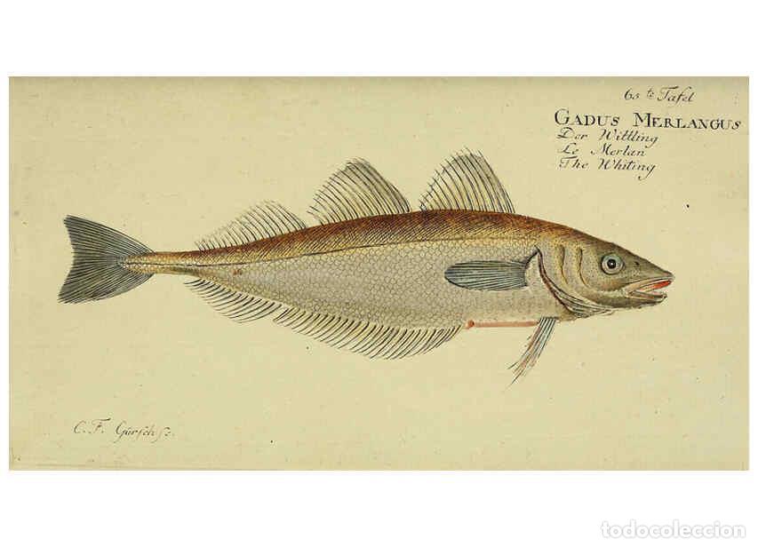 Coleccionismo de Revistas y Peri&oacute;dicos: Reproducci&oacute;n/Reproduction 6033010086: D. Marcus Elieser Bloch's, aus&uuml;benden Arztes zu Berlin. Atlas.