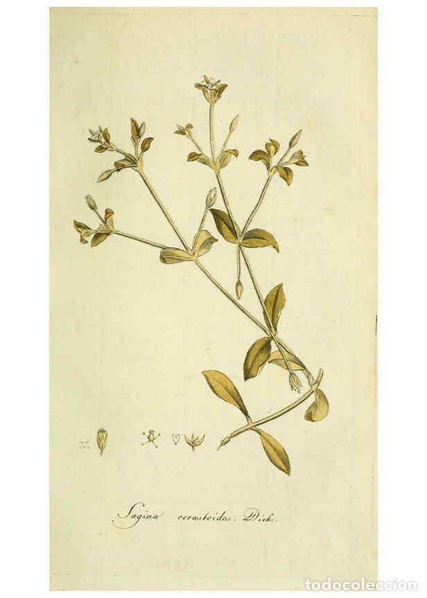 Coleccionismo de Revistas y Peri&oacute;dicos: Reproducci&oacute;n/Reproduction 6033190510: Flora Europaea inchoata. fasc.1-7. Norimbergae :Ex Officina Ra