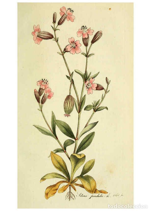 Coleccionismo de Revistas y Peri&oacute;dicos: Reproducci&oacute;n/Reproduction 6032633683: Flora Europaea inchoata. fasc.1-7. Norimbergae :Ex Officina Ra