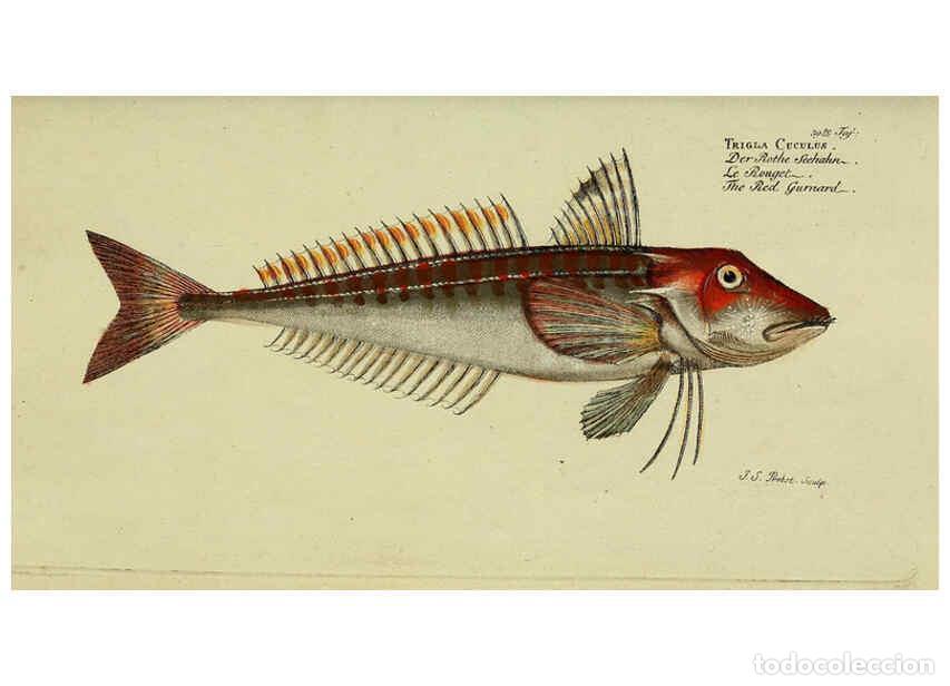 Coleccionismo de Revistas y Peri&oacute;dicos: Reproducci&oacute;n/Reproduction 6033008018: D. Marcus Elieser Bloch's, aus&uuml;benden Arztes zu Berlin. Atlas.