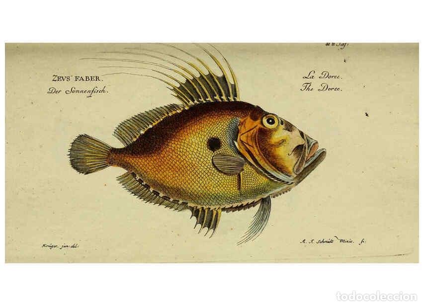 Coleccionismo de Revistas y Peri&oacute;dicos: Reproducci&oacute;n/Reproduction 6032444089: D. Marcus Elieser Bloch's, aus&uuml;benden Arztes zu Berlin. Atlas.