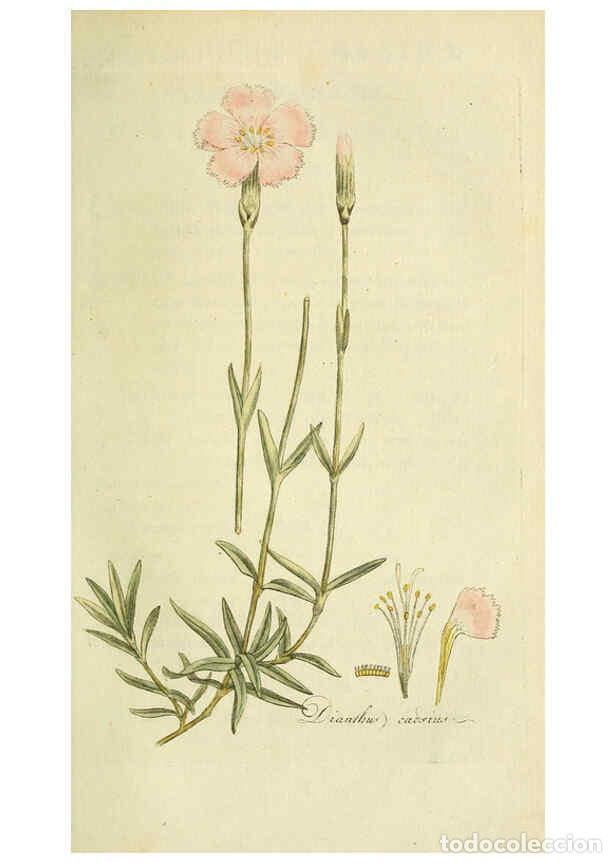 Coleccionismo de Revistas y Peri&oacute;dicos: Reproducci&oacute;n/Reproduction 6033188730: Flora Europaea inchoata. fasc.1-7. Norimbergae :Ex Officina Ra