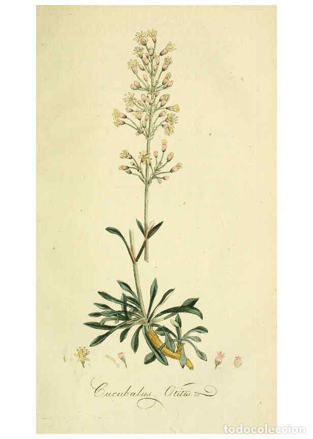 Coleccionismo de Revistas y Peri&oacute;dicos: Reproducci&oacute;n/Reproduction 6033183072: Flora Europaea inchoata. fasc.1-7. Norimbergae :Ex Officina Ra