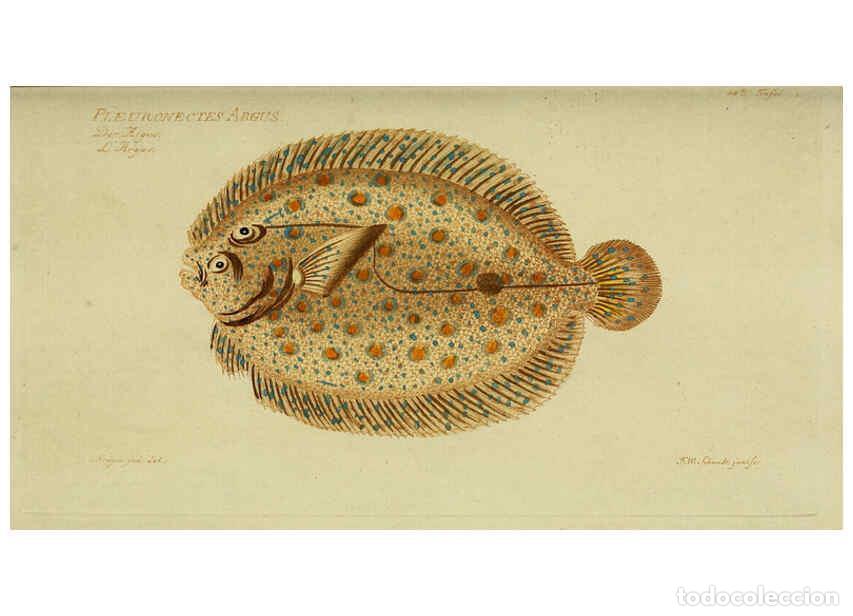 Coleccionismo de Revistas y Peri&oacute;dicos: Reproducci&oacute;n/Reproduction 6032446095: D. Marcus Elieser Bloch's, aus&uuml;benden Arztes zu Berlin. Atlas.