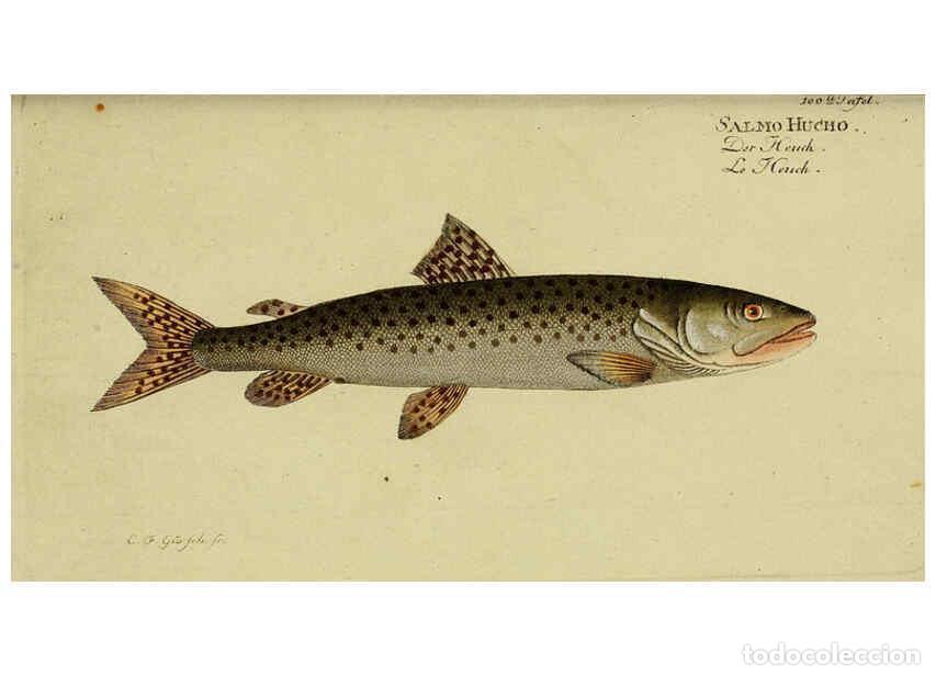 Coleccionismo de Revistas y Peri&oacute;dicos: Reproducci&oacute;n/Reproduction 6033022426: D. Marcus Elieser Bloch's, aus&uuml;benden Arztes zu Berlin. Atlas.