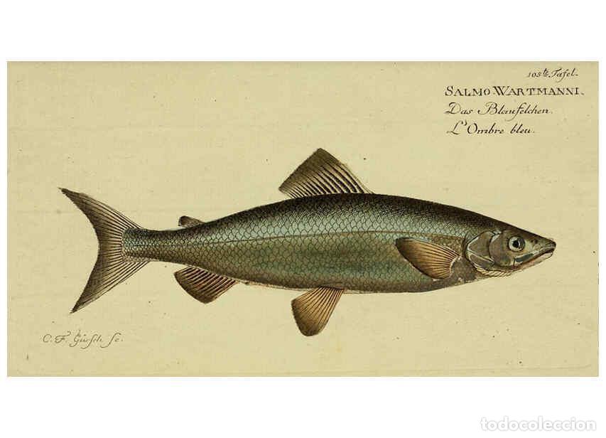 Coleccionismo de Revistas y Peri&oacute;dicos: Reproducci&oacute;n/Reproduction 6032465537: D. Marcus Elieser Bloch's, aus&uuml;benden Arztes zu Berlin. Atlas.