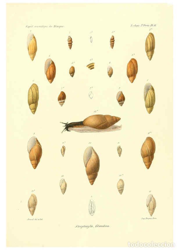 Coleccionismo de Revistas y Peri&oacute;dicos: Reproducci&oacute;n/Reproduction 6032565581: &Eacute;tudes sur les mollusques terrestres et fluviatales du Mexique