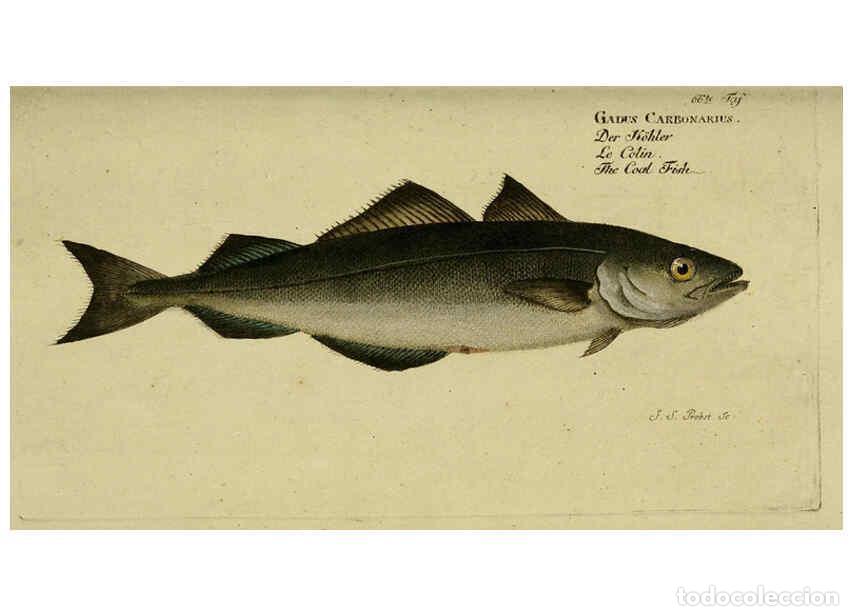 Coleccionismo de Revistas y Peri&oacute;dicos: Reproducci&oacute;n/Reproduction 6032452027: D. Marcus Elieser Bloch's, aus&uuml;benden Arztes zu Berlin. Atlas.