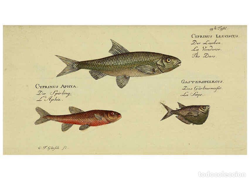 Coleccionismo de Revistas y Peri&oacute;dicos: Reproducci&oacute;n/Reproduction 6032463057: D. Marcus Elieser Bloch's, aus&uuml;benden Arztes zu Berlin. Atlas.