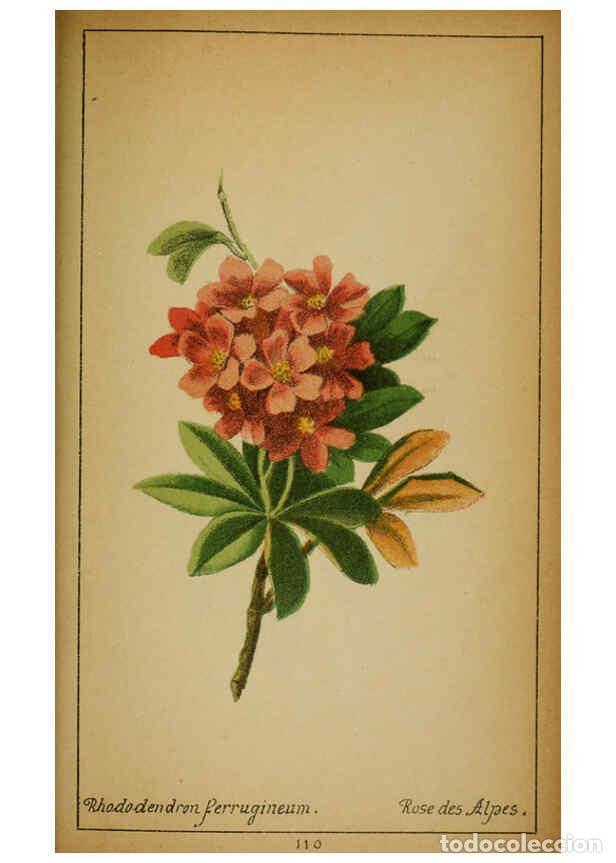 Collezionismo di Riviste e Giornali: Reproducci&oacute;n/Reproduction 6031672769: Choix de plantes de l'Europe centrale et particuli&egrave;rement de l