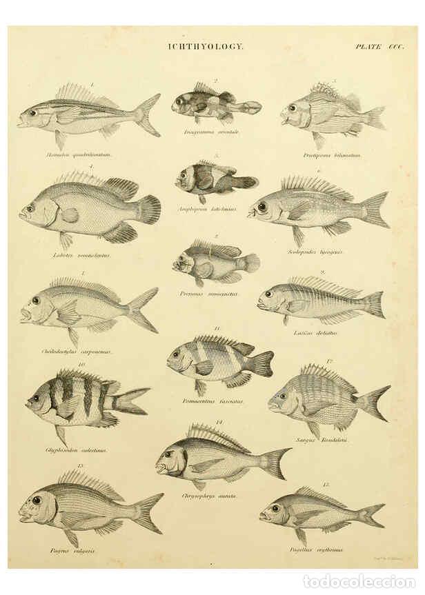 Collezionismo di Riviste e Giornali: Reproducci&oacute;n/Reproduction 6032275190: An introduction to the natural history of fishes Edinburgh :Ad