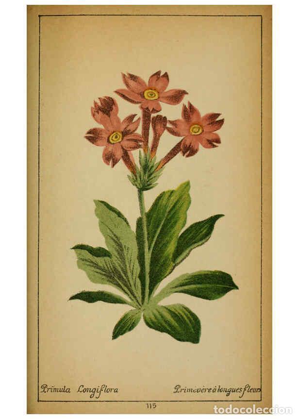 Collezionismo di Riviste e Giornali: Reproducci&oacute;n/Reproduction 6031673813: Choix de plantes de l'Europe centrale et particuli&egrave;rement de l