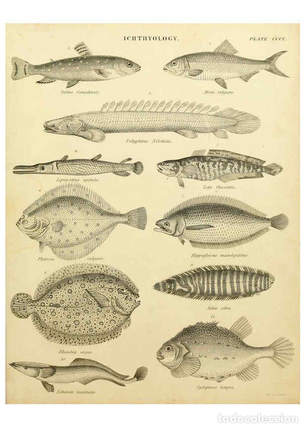 Collezionismo di Riviste e Giornali: Reproducci&oacute;n/Reproduction 6032275894: An introduction to the natural history of fishes Edinburgh :Ad