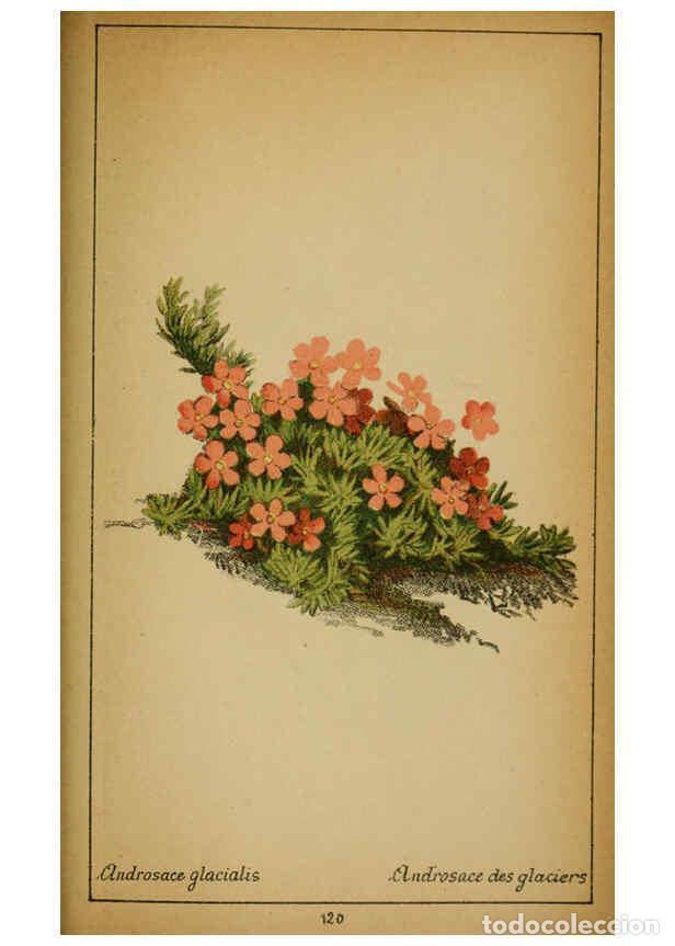Collezionismo di Riviste e Giornali: Reproducci&oacute;n/Reproduction 6032233412: Choix de plantes de l'Europe centrale et particuli&egrave;rement de l