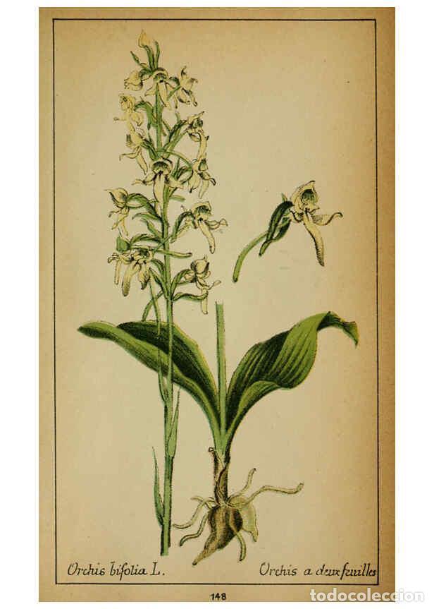 Collezionismo di Riviste e Giornali: Reproducci&oacute;n/Reproduction 6031680983: Choix de plantes de l'Europe centrale et particuli&egrave;rement de l
