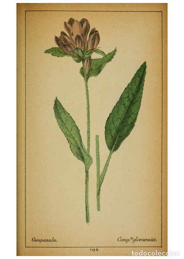 Collezionismo di Riviste e Giornali: Reproducci&oacute;n/Reproduction 6032230838: Choix de plantes de l'Europe centrale et particuli&egrave;rement de l