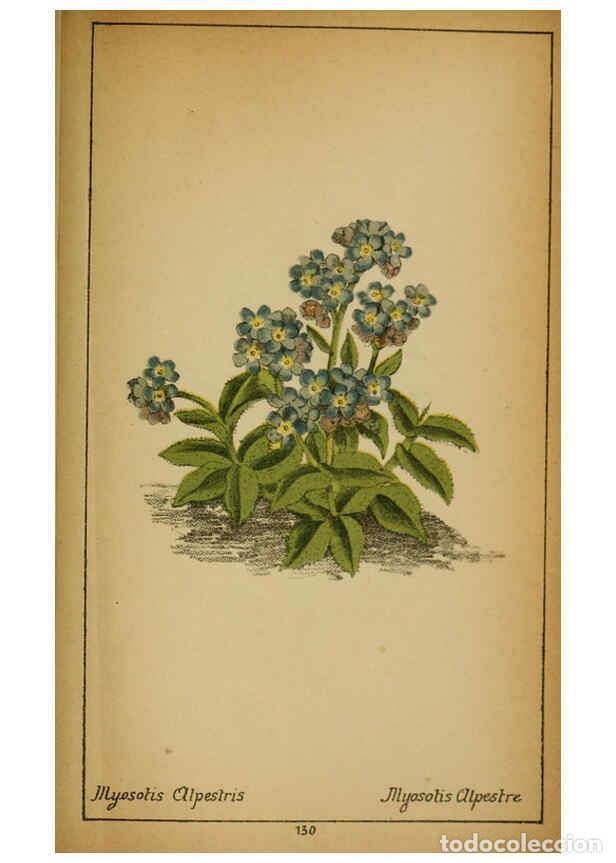 Collezionismo di Riviste e Giornali: Reproducci&oacute;n/Reproduction 6031677075: Choix de plantes de l'Europe centrale et particuli&egrave;rement de l