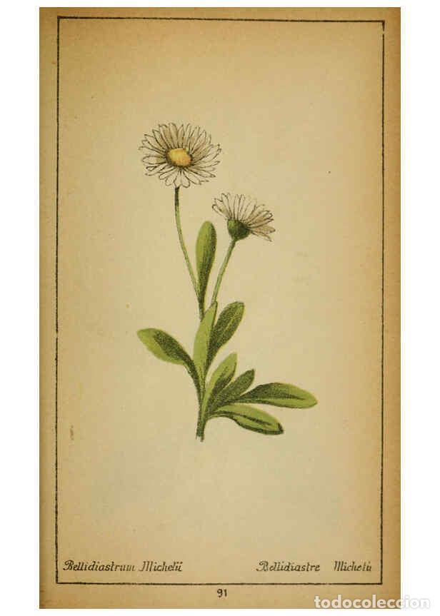 Collezionismo di Riviste e Giornali: Reproducci&oacute;n/Reproduction 6031668879: Choix de plantes de l'Europe centrale et particuli&egrave;rement de l