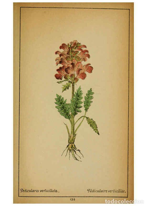 Collezionismo di Riviste e Giornali: Reproducci&oacute;n/Reproduction 6031678007: Choix de plantes de l'Europe centrale et particuli&egrave;rement de l