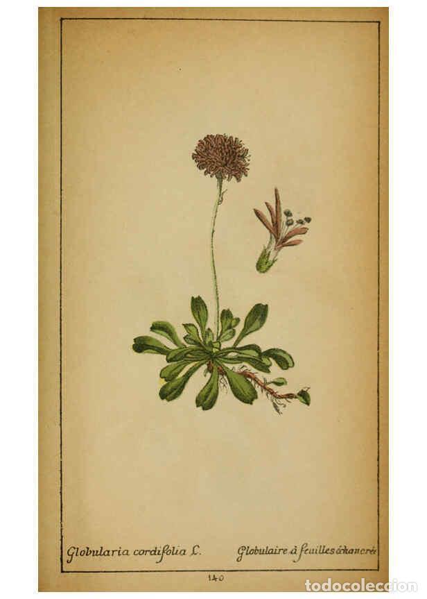 Collezionismo di Riviste e Giornali: Reproducci&oacute;n/Reproduction 6031679433: Choix de plantes de l'Europe centrale et particuli&egrave;rement de l
