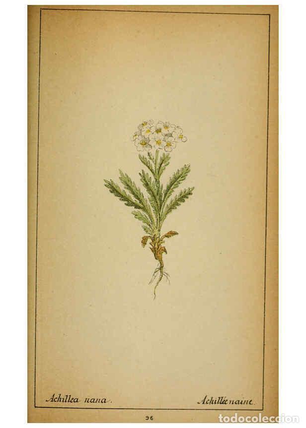 Collezionismo di Riviste e Giornali: Reproducci&oacute;n/Reproduction 6032228368: Choix de plantes de l'Europe centrale et particuli&egrave;rement de l