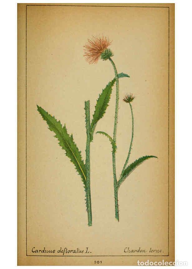 Collezionismo di Riviste e Giornali: Reproducci&oacute;n/Reproduction 6031670873: Choix de plantes de l'Europe centrale et particuli&egrave;rement de l