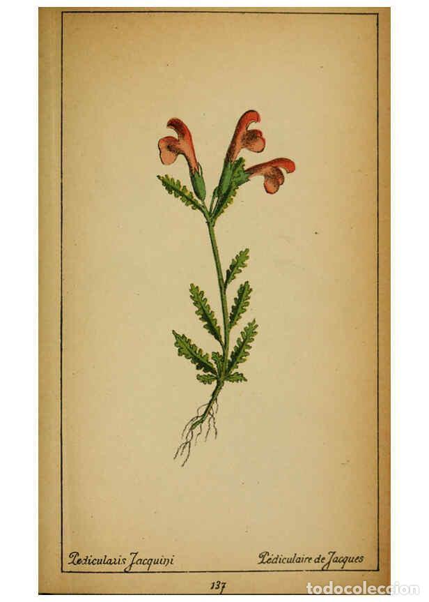 Collezionismo di Riviste e Giornali: Reproducci&oacute;n/Reproduction 6031678489: Choix de plantes de l'Europe centrale et particuli&egrave;rement de l