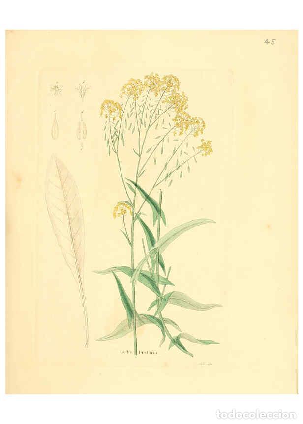 Collezionismo di Riviste e Giornali: Reproducci&oacute;n/Reproduction 6031977545: Flora medica, oder, Abbildung der wichtigsten officinellen Pfl