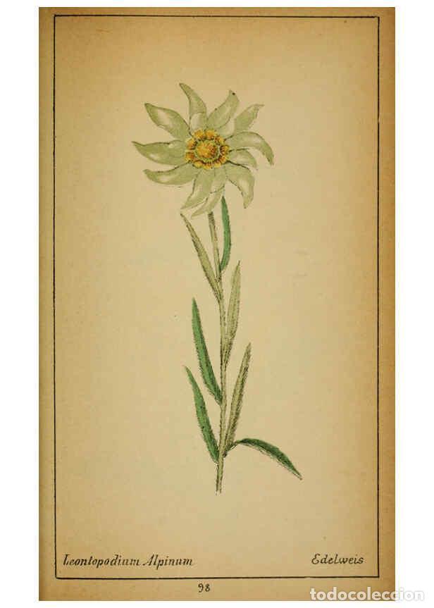 Collezionismo di Riviste e Giornali: Reproducci&oacute;n/Reproduction 6031670269: Choix de plantes de l'Europe centrale et particuli&egrave;rement de l