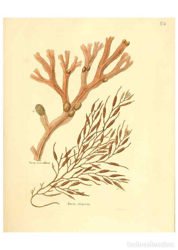 Collezionismo di Riviste e Giornali: Reproducci&oacute;n/Reproduction 6032538378: Flora medica, oder, Abbildung der wichtigsten officinellen Pfl