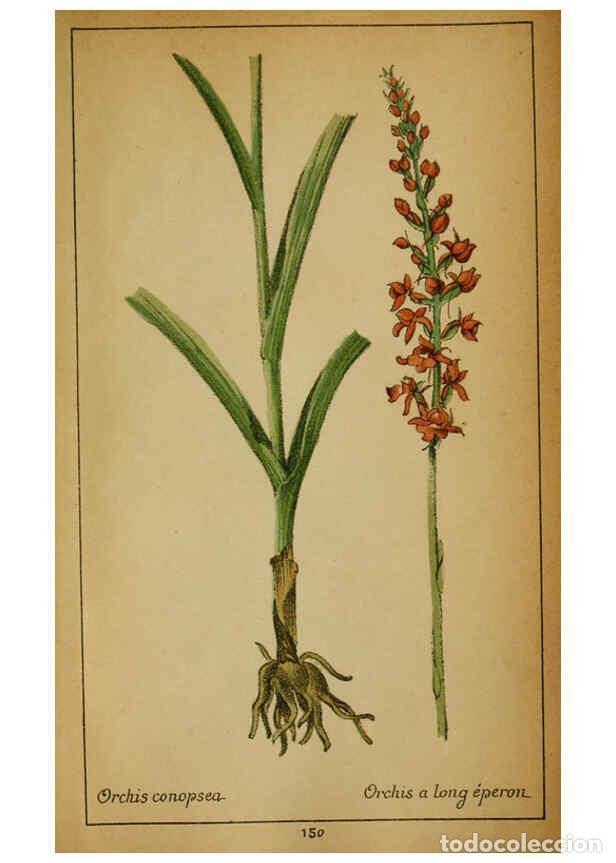 Collezionismo di Riviste e Giornali: Reproducci&oacute;n/Reproduction 6032239648: Choix de plantes de l'Europe centrale et particuli&egrave;rement de l